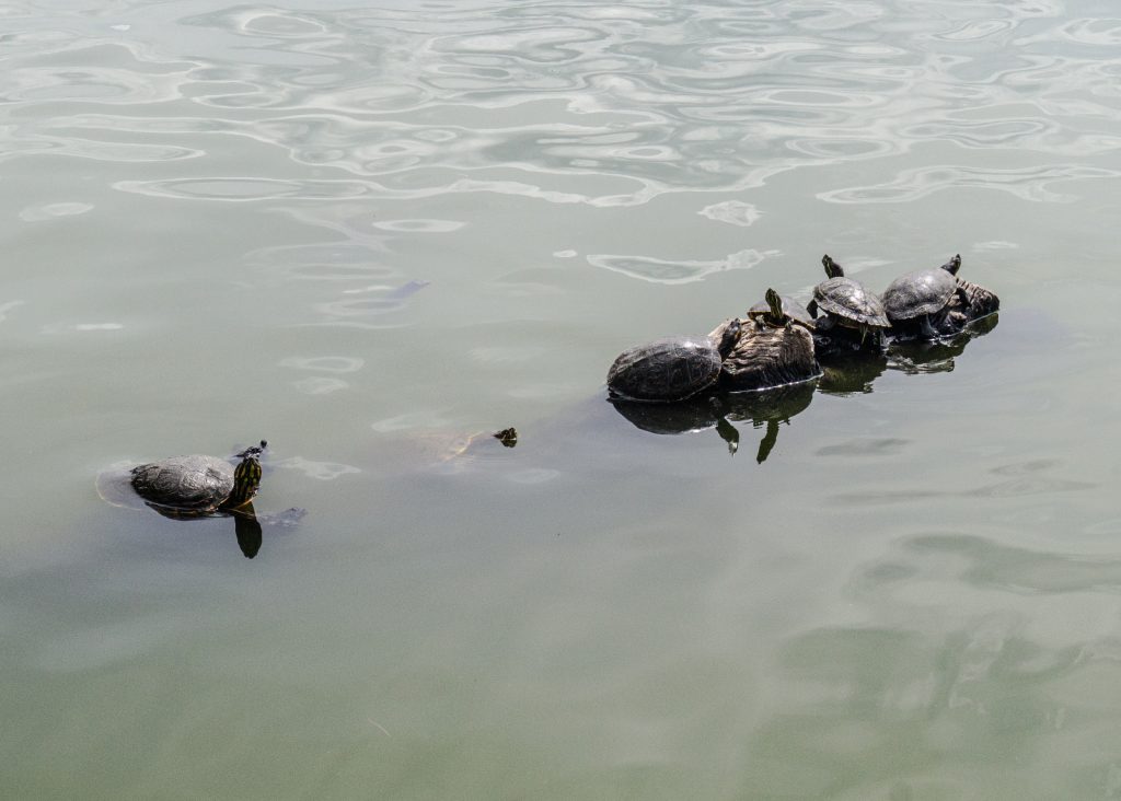Tortugas de agua dulce en la laguna de San Baltazar.