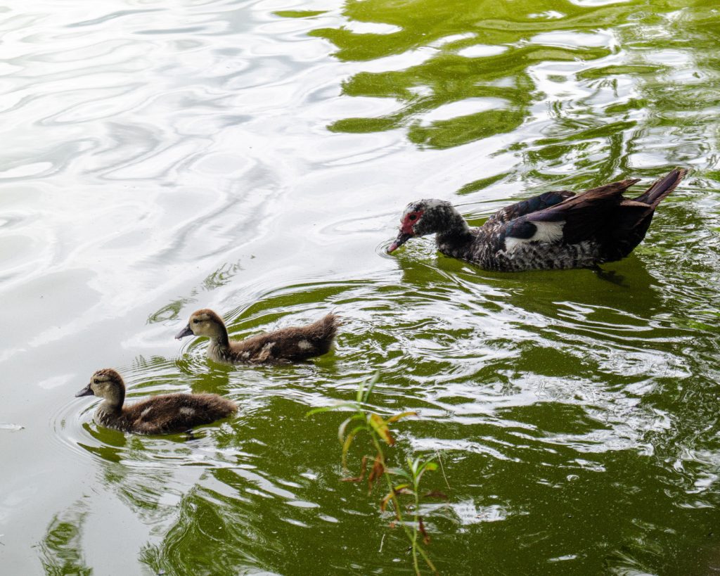 Patos nadando en la laguna de San Baltazar.