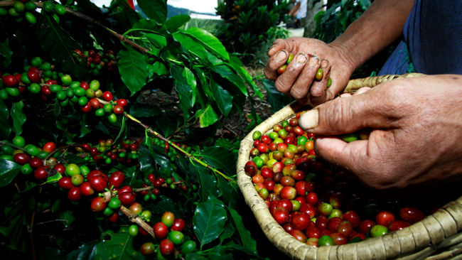 La cosecha del café en Chiapas, Veracruz, Puebla y Oaxaca concentra más del 80% del volumen nacional recolectado.